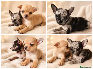Chihuahua dogs Chihuahuas *Stunning Litter* 2 LEFT Rare and Tiny - Advert 3