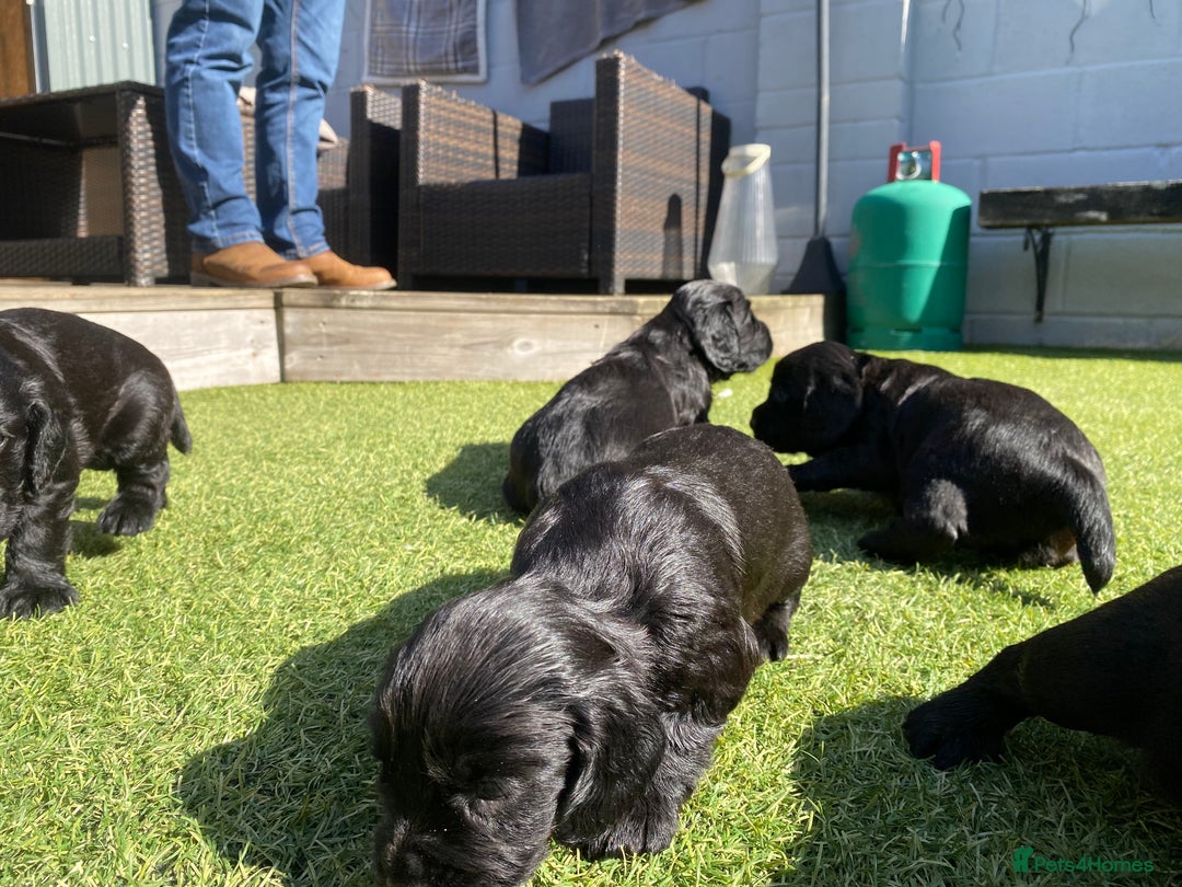 Cocker Spaniel dogs for sale: Beautiful working Cocker spaniel puppies  - Image 7