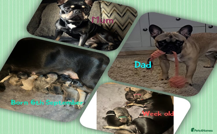 French Bulldog dogs - Advert 2