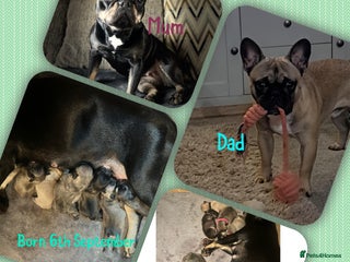 French Bulldog dogs - Advert 4