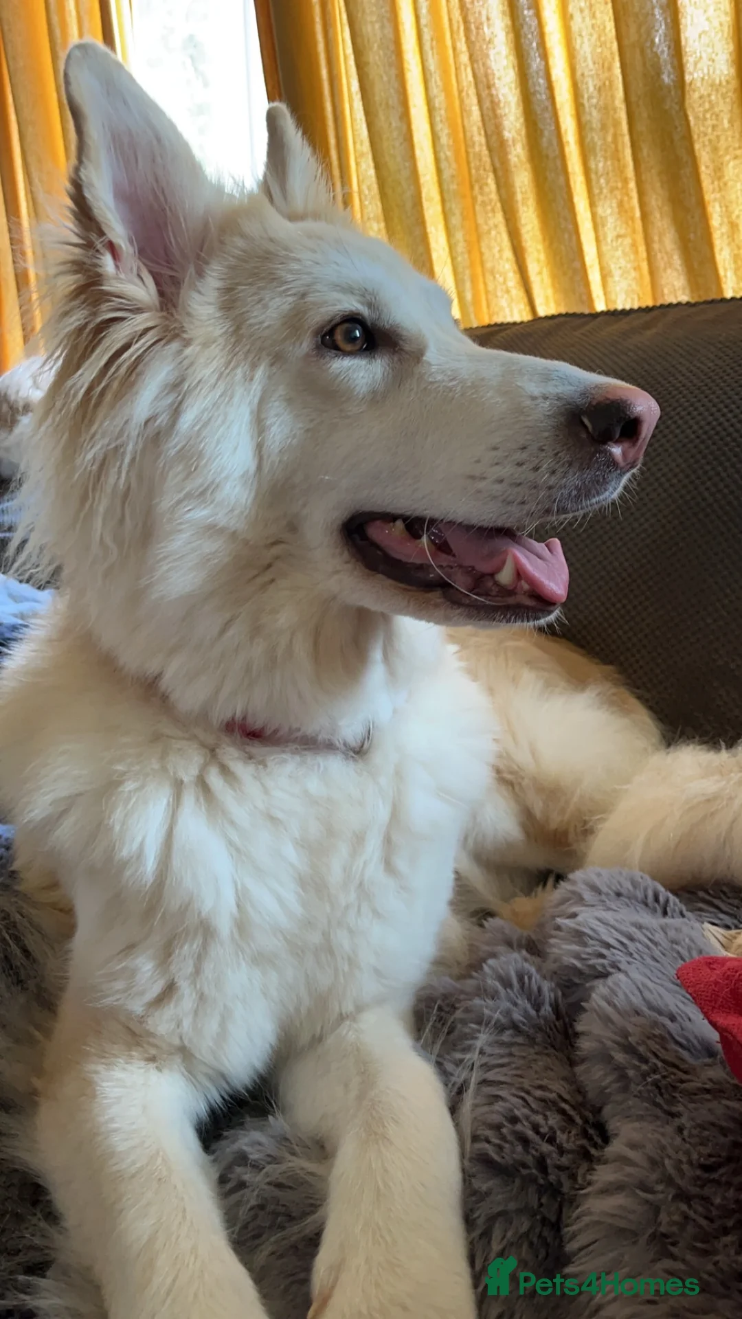 German Shepherd dogs for sale: Izzy/sable now 1600 fully vaccinated,trained  - Advert 17