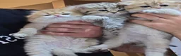 Scottish Fold cats for sale: Adorable Scottish Fold and Straight kittens 💙💜  - Advert 1