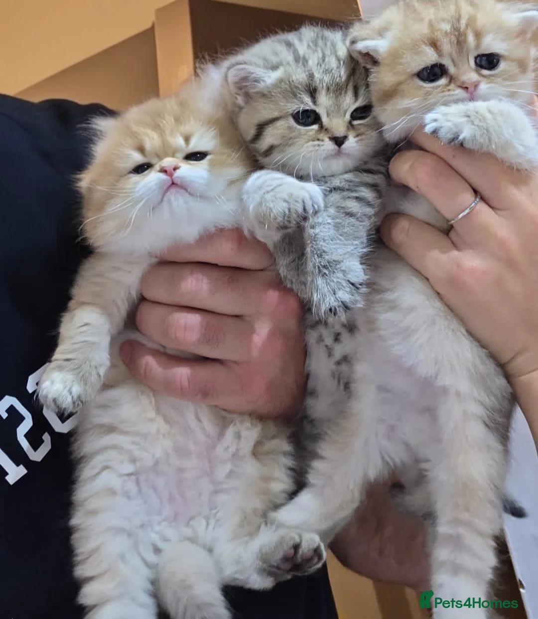 Scottish Fold cats for sale: Adorable Scottish Fold and Straight kittens 💙💜  - Advert 1