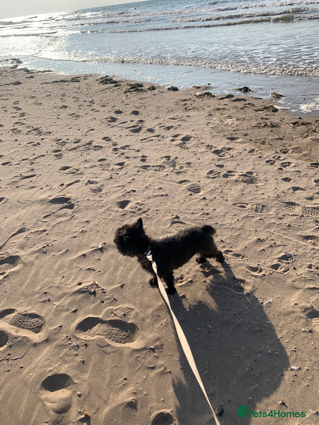 Cairn Terrier dogs for sale: Pure Cairn Terrier female  - Image 2