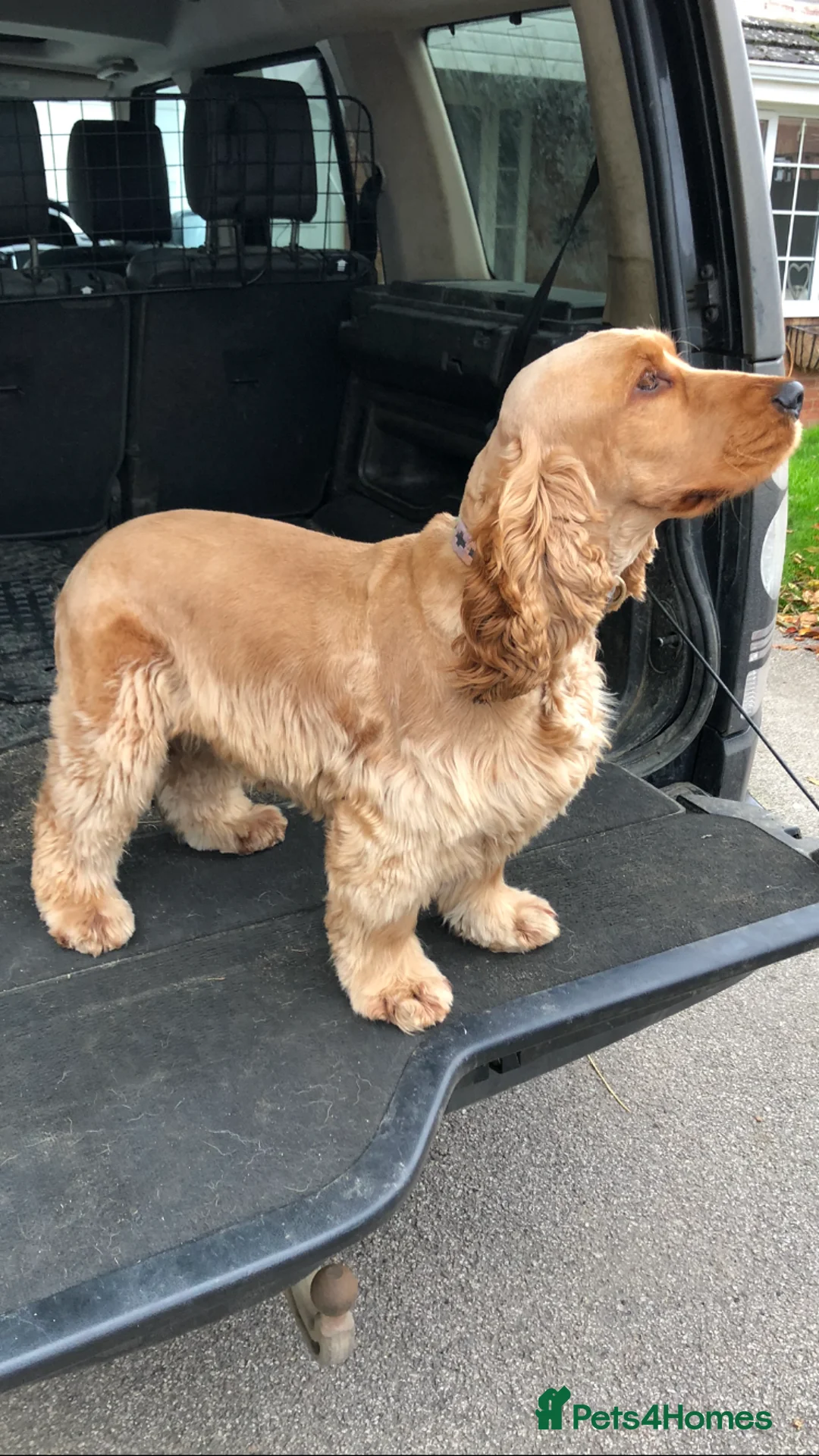 Cocker Spaniel dogs for stud: Proven KC Reg Show Cocker Spaniel Stud in Leicester - Advert 2