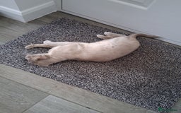 Burmese cats for sale: Registered burmese kittens available.  - Image 17