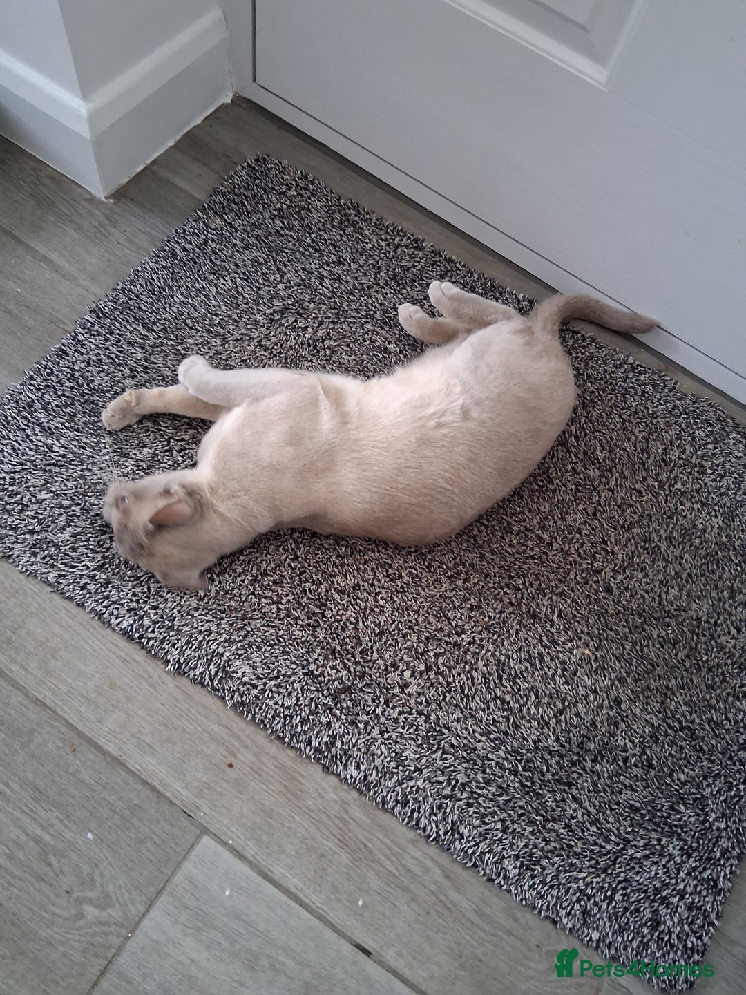 Burmese cats for sale: Registered burmese kittens available.  - Image 17