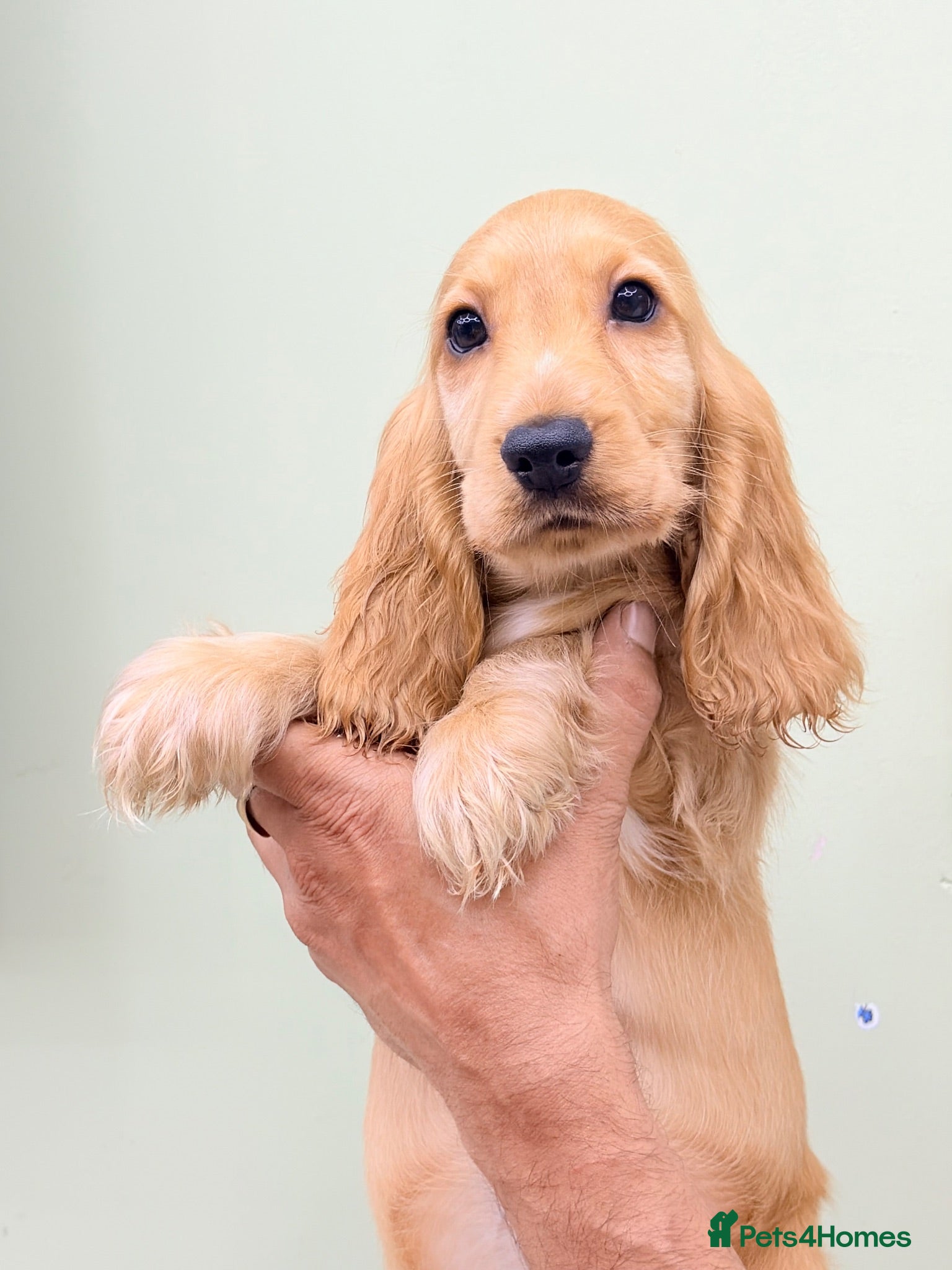 Cocker Spaniel dogs 🍣The Sushi Roll Litter🍣 - Advert 1