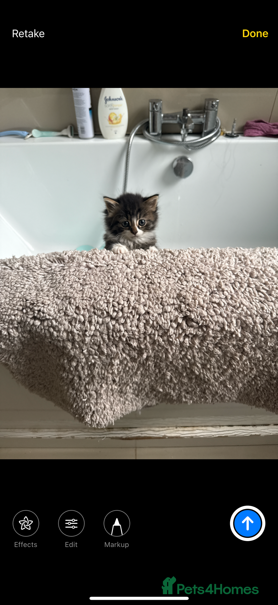 British Longhair cats for sale: British long hair x kittens ready to go  - Advert 4