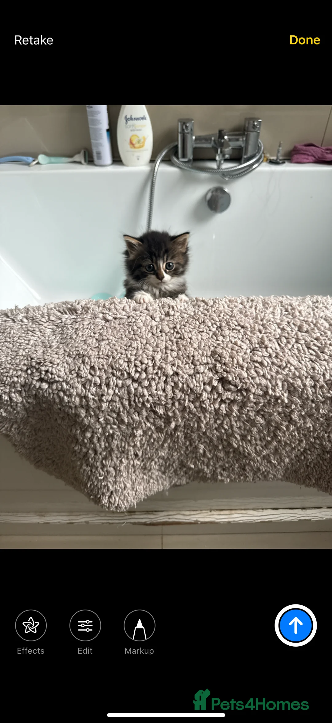 British Longhair cats for sale: British long hair x kittens ready to go  - Advert 4