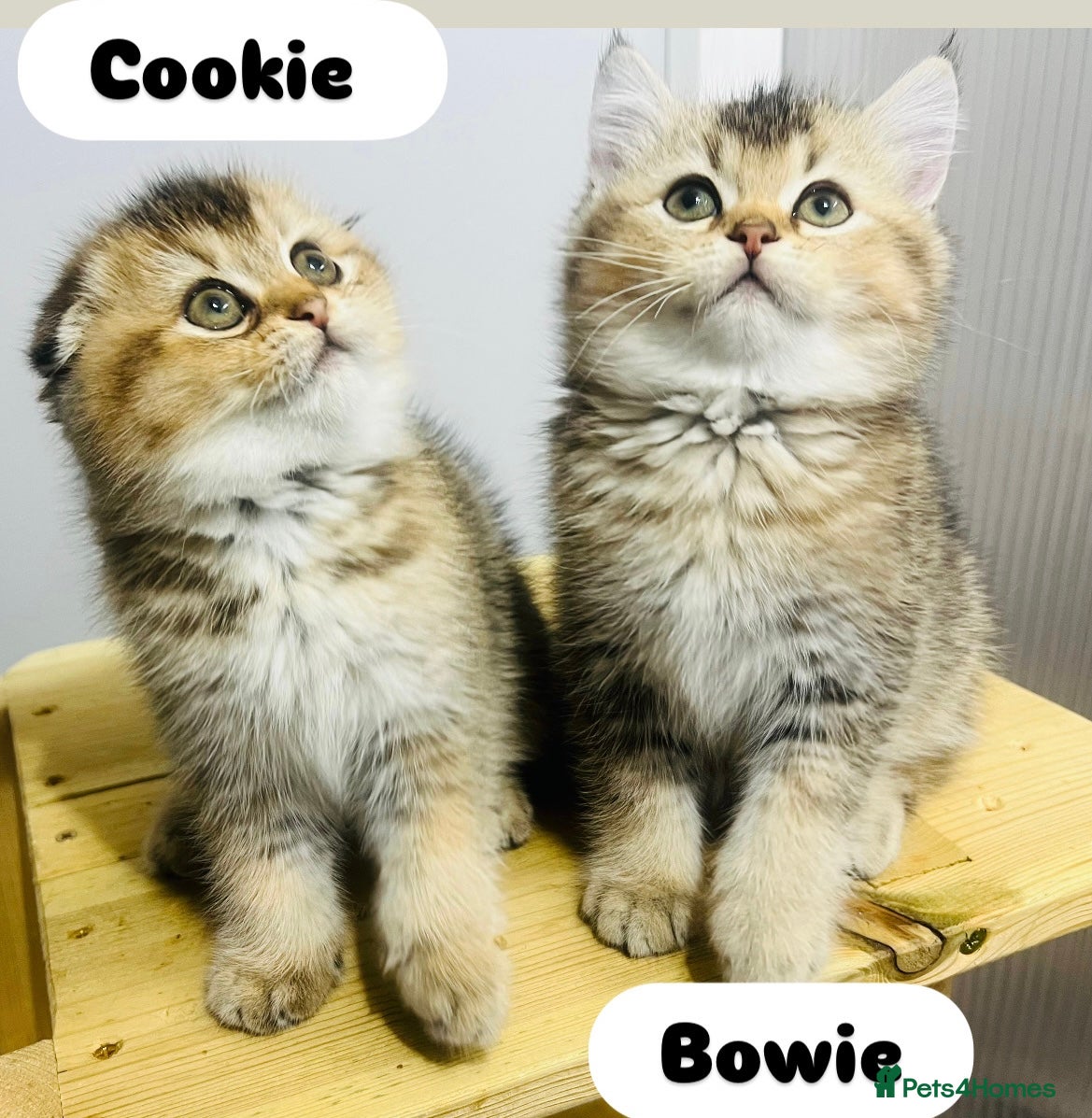 Scottish Fold cats Pure breed Pedigree SF kittens  - Advert 5