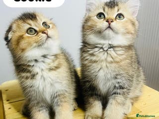 Scottish Fold cats Pure breed Pedigree SF kittens - Advert 5