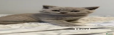 British Shorthair 3