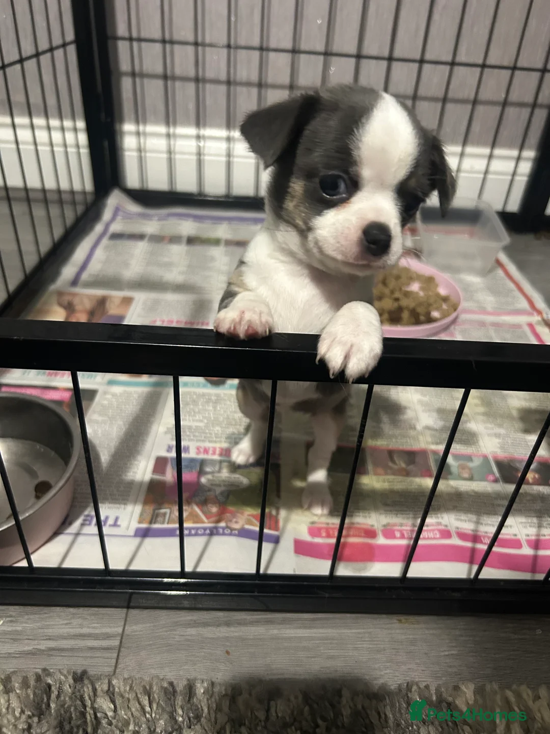 Chihuahua dogs for sale: Full pedigree Chihuahua puppies - Advert 8