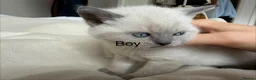 British Shorthair cats for sale: Stunning Pedigree Kittens | DNA Clear in Glasgow - Advert 25