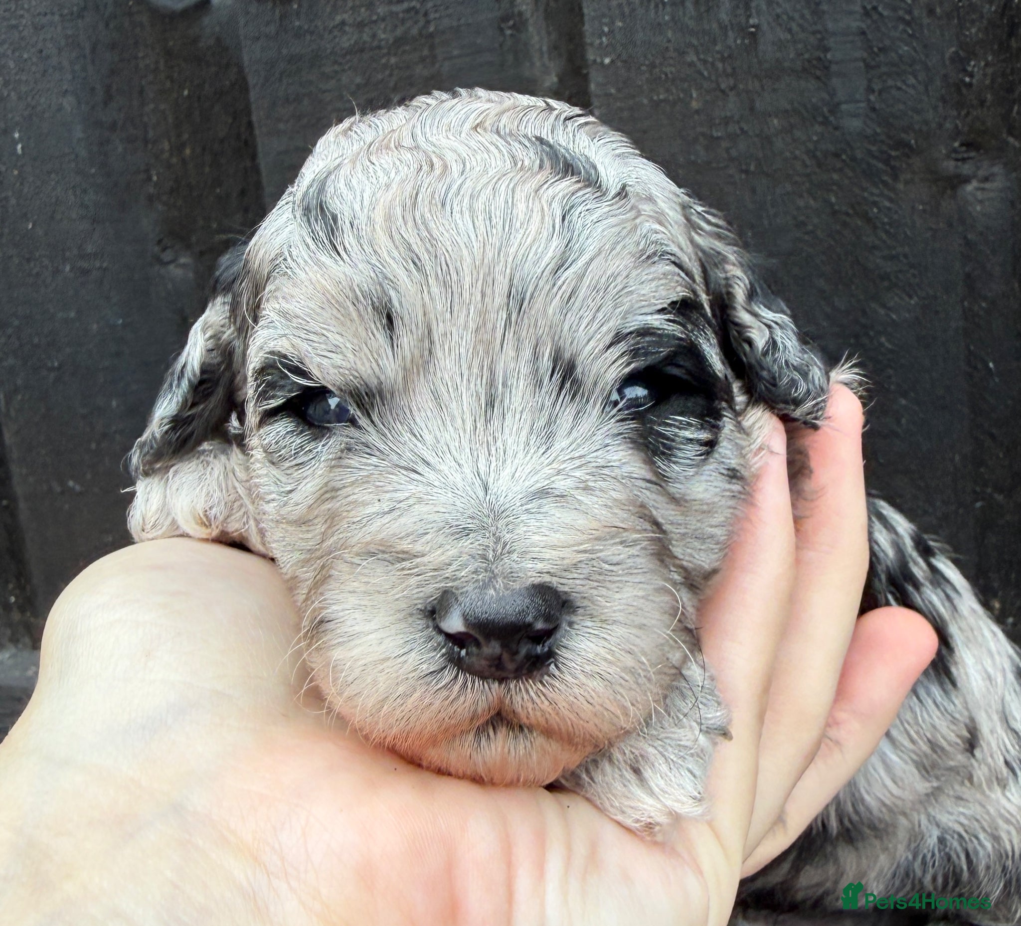 Cockapoo dogs Stunning Merle & phantom cockapoo litter - Advert 3