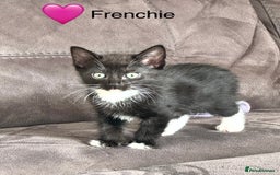 Domestic Shorthair cats for sale: Tuxedo and Tabby and White Kittens - Image 2