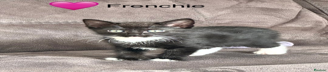 Domestic Shorthair Kitten 5