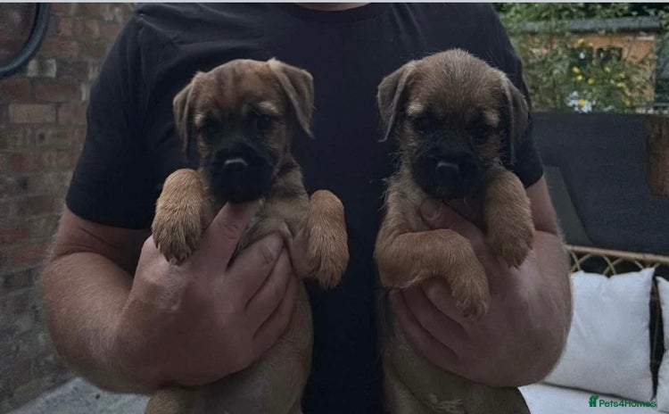 Border Terrier dogs - Advert 5