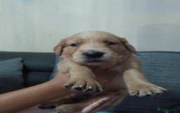 Golden Retriever dogs for sale: Amazing Golden Retrievers for sale  - Image 3