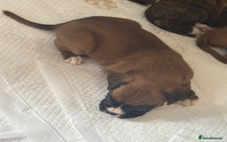 Boxer dogs for sale: Gorgeous Kc Boxer Puppies - Image 1