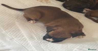 Boxer dogs - Advert 12