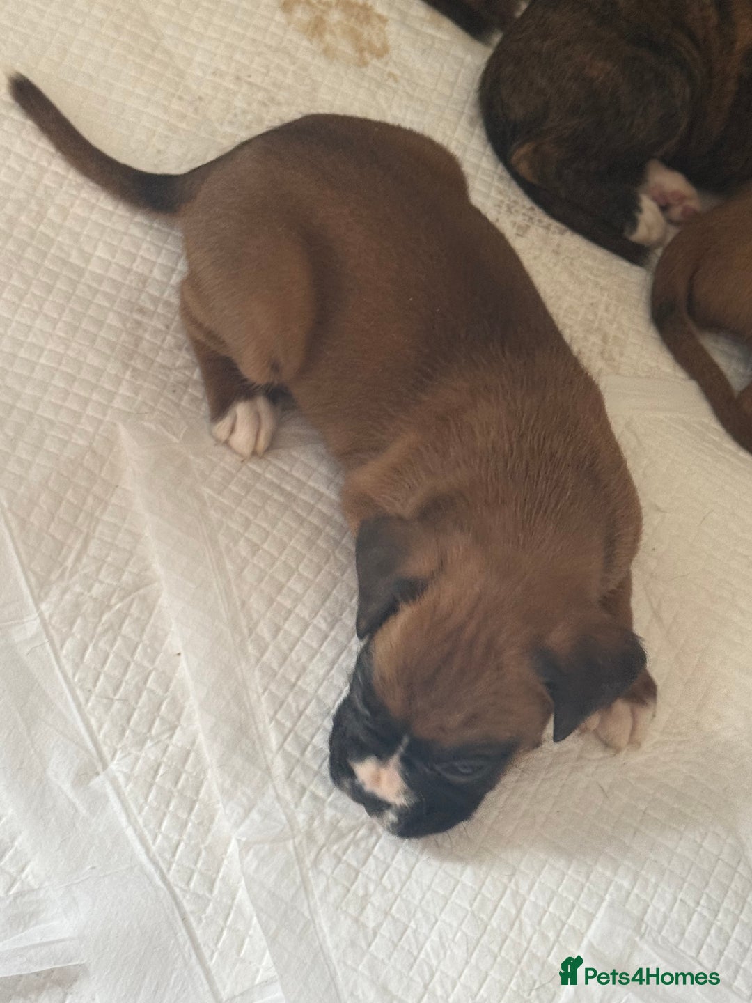 Boxer dogs for sale: Gorgeous Kc Boxer Puppies - Image 1