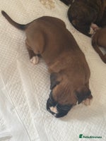 Boxer dogs - Advert 11