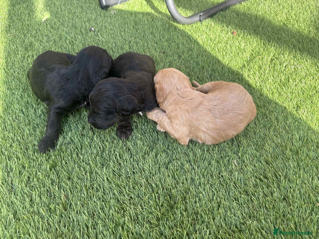 Cockapoo dogs for sale: Beautiful cockerpoo pups for sale - Image 27