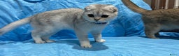 Scottish Fold cats for sale: Scottish Fold Kittens  - Advert 4