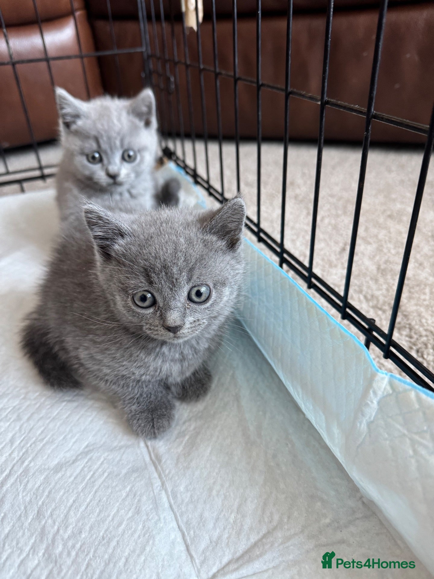 British Shorthair cats British short hair kittens - Advert 1