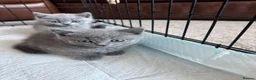British Shorthair cats for sale: British short hair kittens - Advert 1