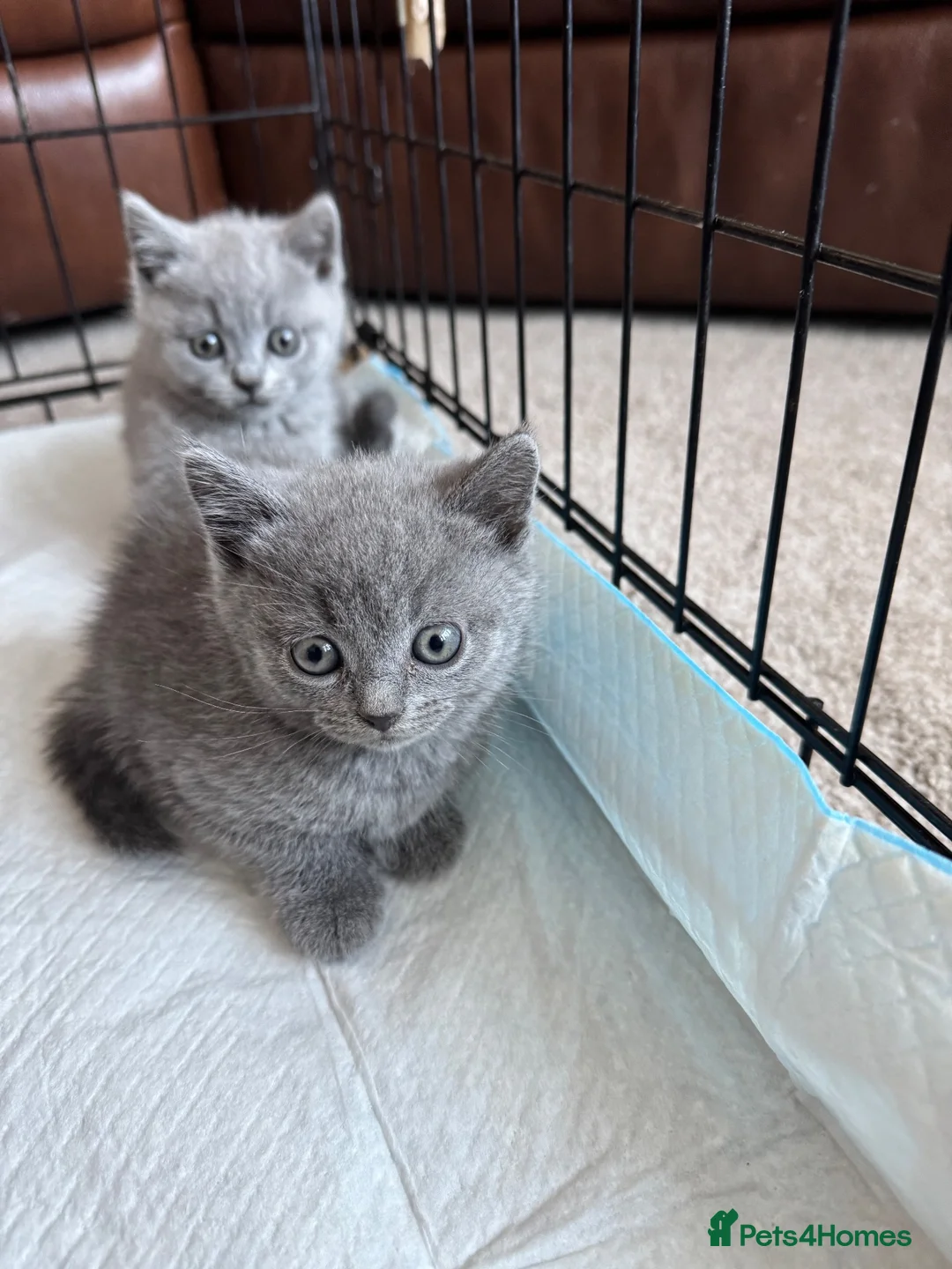 British Shorthair cats for sale: British short hair kittens - Advert 1