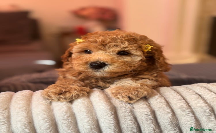 Cockapoo dogs - Advert 8