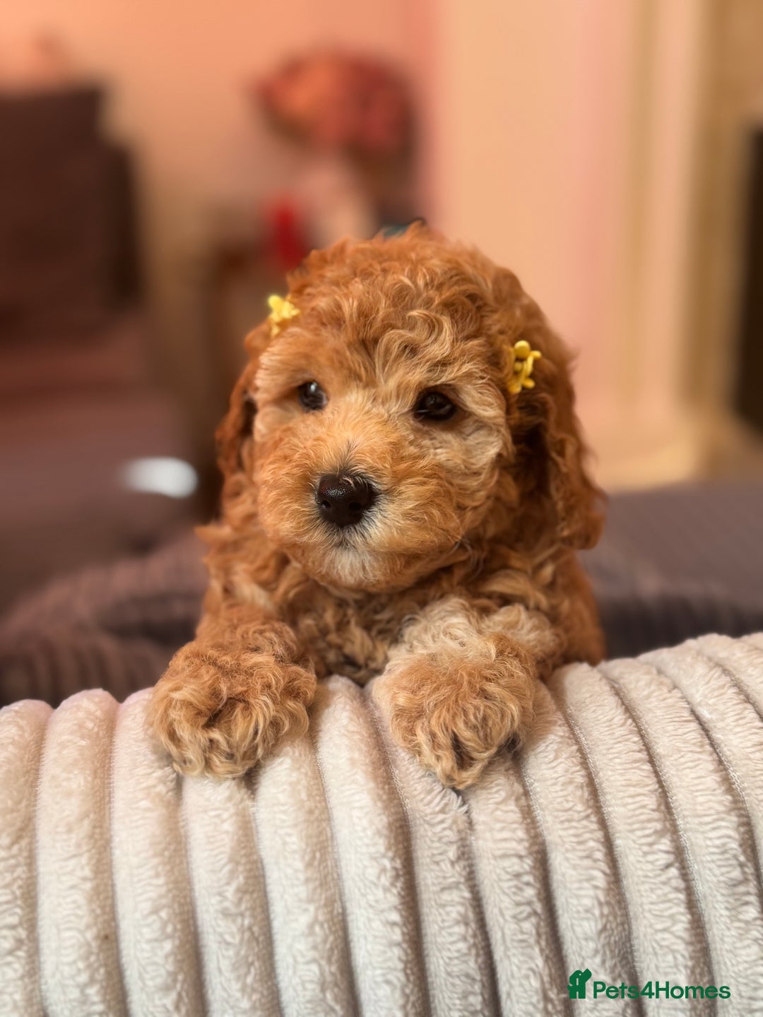Cockapoo dogs for sale: Mini cockapoo puppies - Image 1