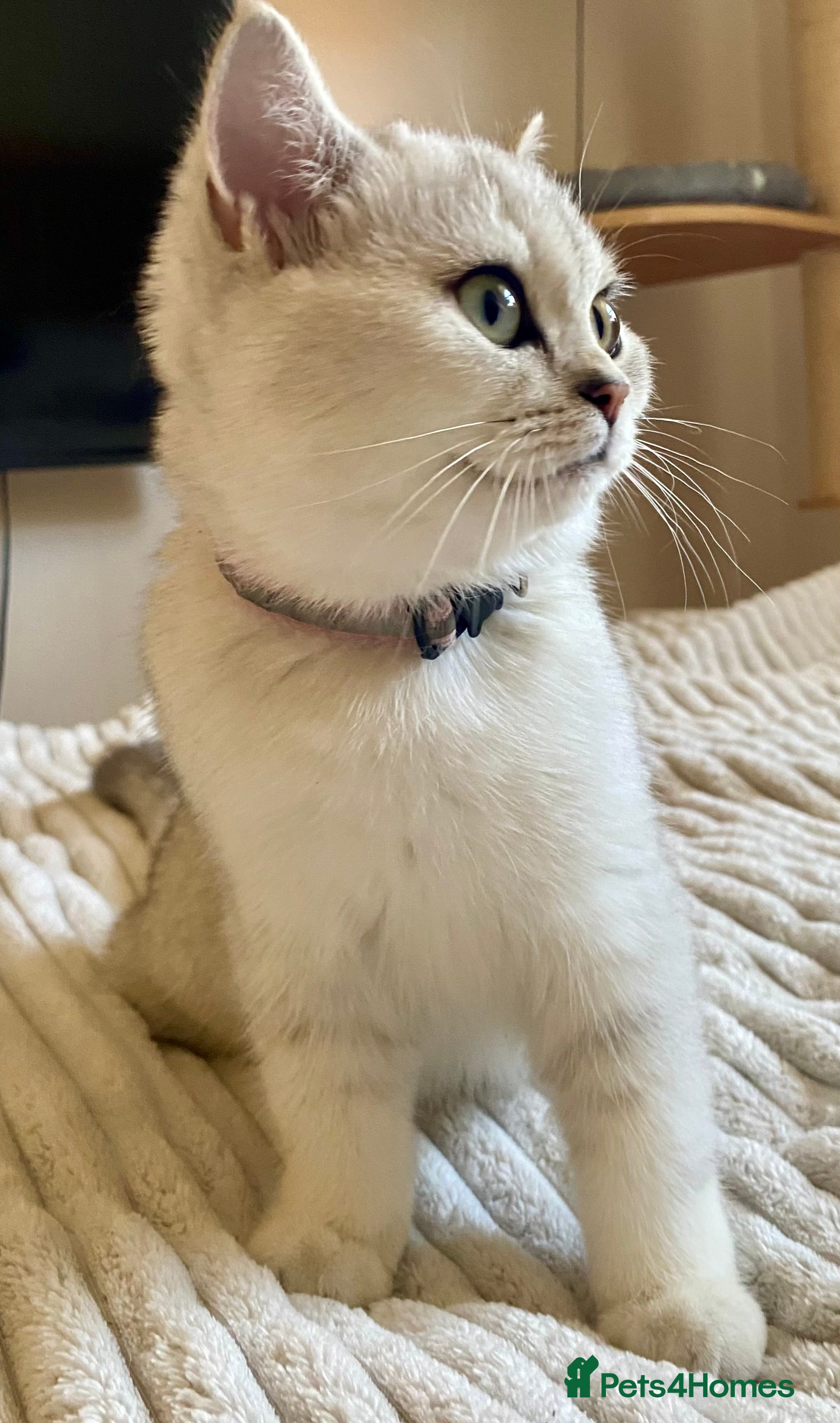 British Shorthair cats British Shorthair Silver Kitten- female  - Advert 2