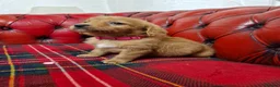 Labradoodle dogs for sale: Miniature Labradoodles   - Advert 7