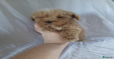 Maltipoo dogs - Advert 4