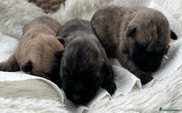 Cairn Terrier dogs for sale: CAIRN TERRIER PUPPIES - Image 11