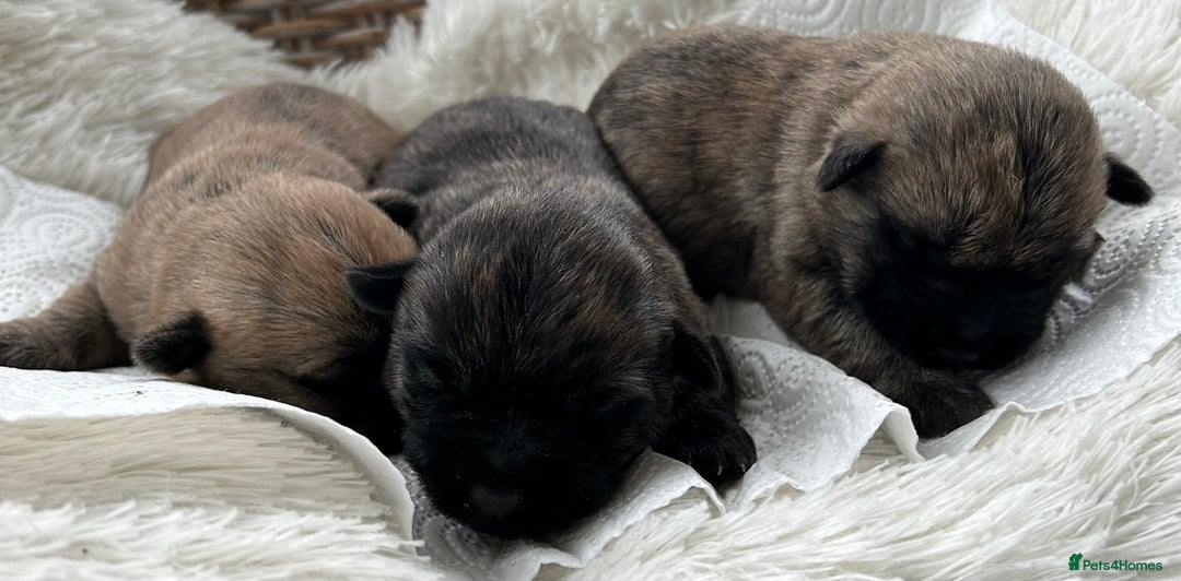 Cairn Terrier dogs for sale: CAIRN TERRIER PUPPIES - Image 11