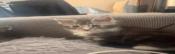 Maine Coon cats for sale: 4 fluffs for sale - Advert 22