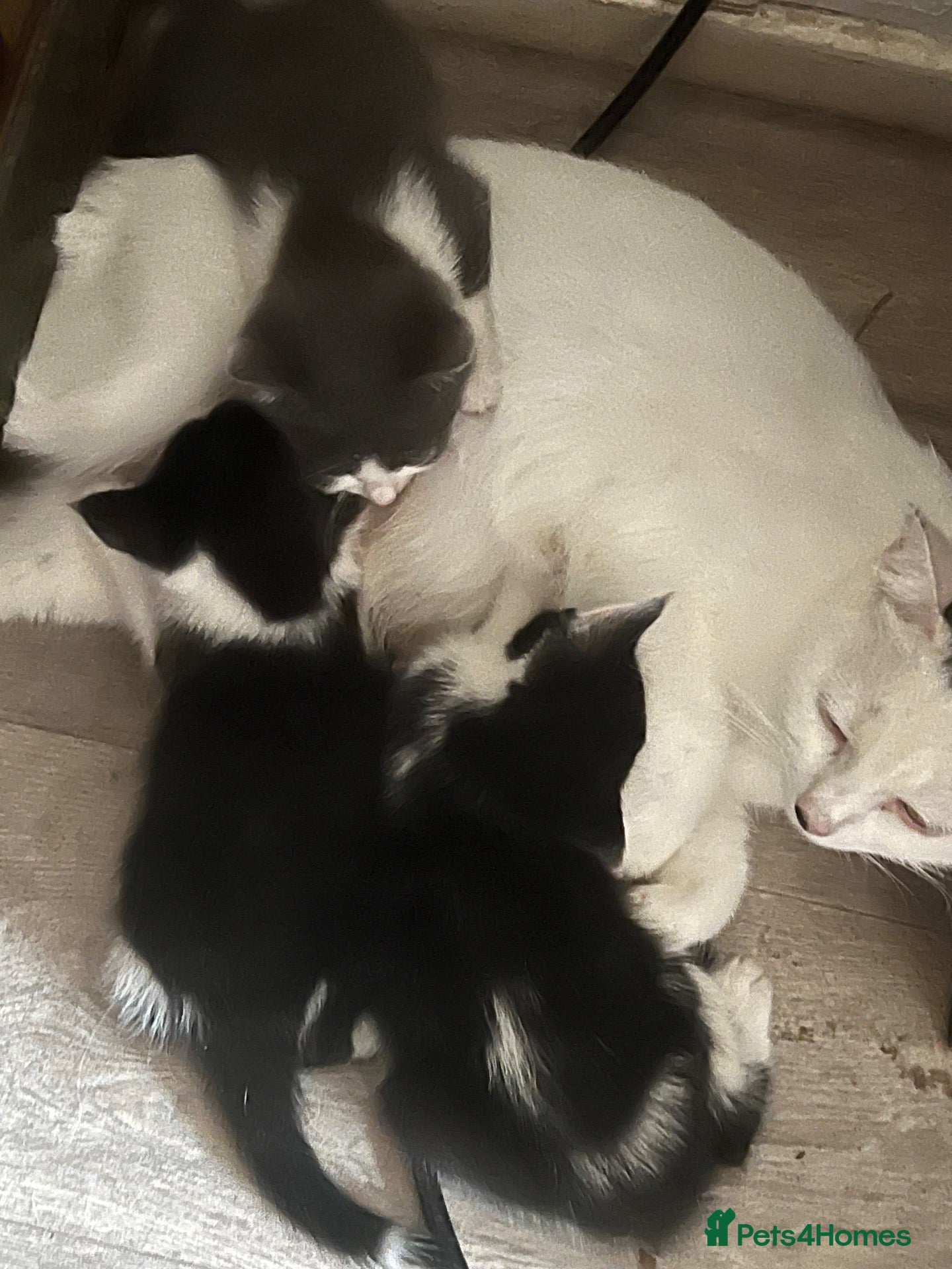Mixed Breed cats Lovely kittens need a loving home - Advert 1