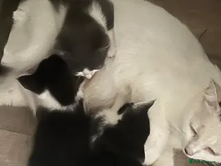 Mixed Breed cats Lovely kittens need a loving home - Advert 1