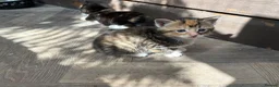 Mixed Breed cats for sale: 5 beautiful little girls  - Advert 5