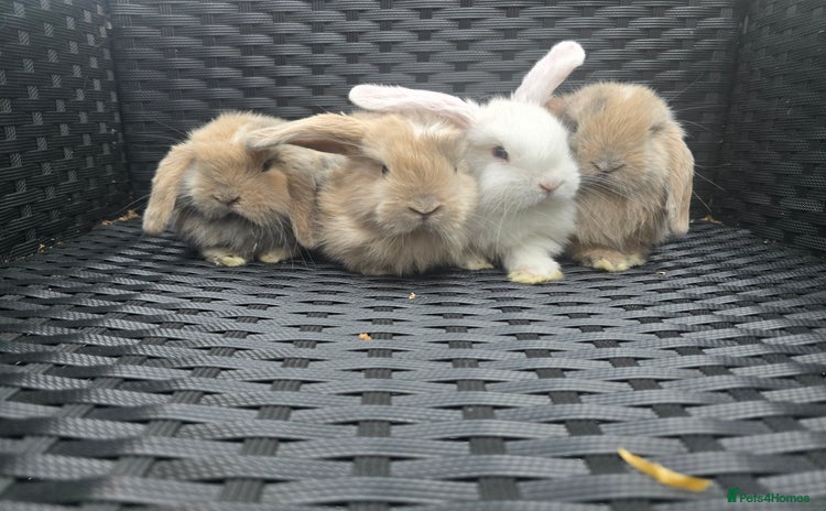 Mini Lop rabbits in Uxbridge - Advert 15