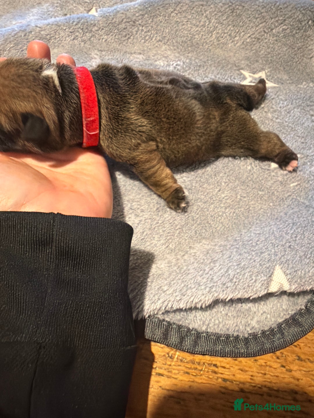 English Bulldog dogs for sale: 🌸❤️ TOP BLOOD LINE ENGLISH BULLDOGS RED AND WHITE - Advert 26