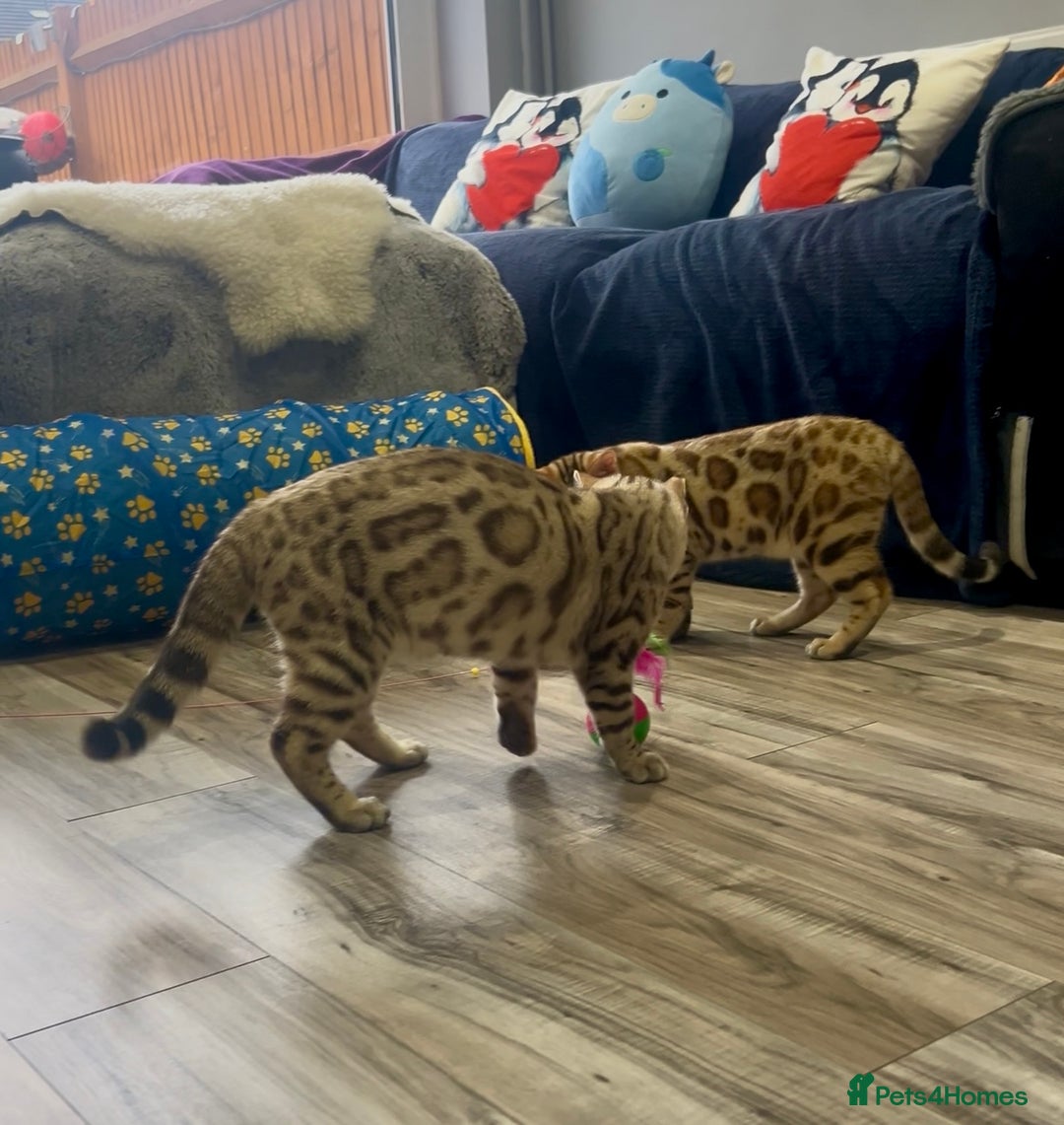 Bengal cats for sale: Stunning TICA 5 Generation Pedigree Kittens - Advert 12