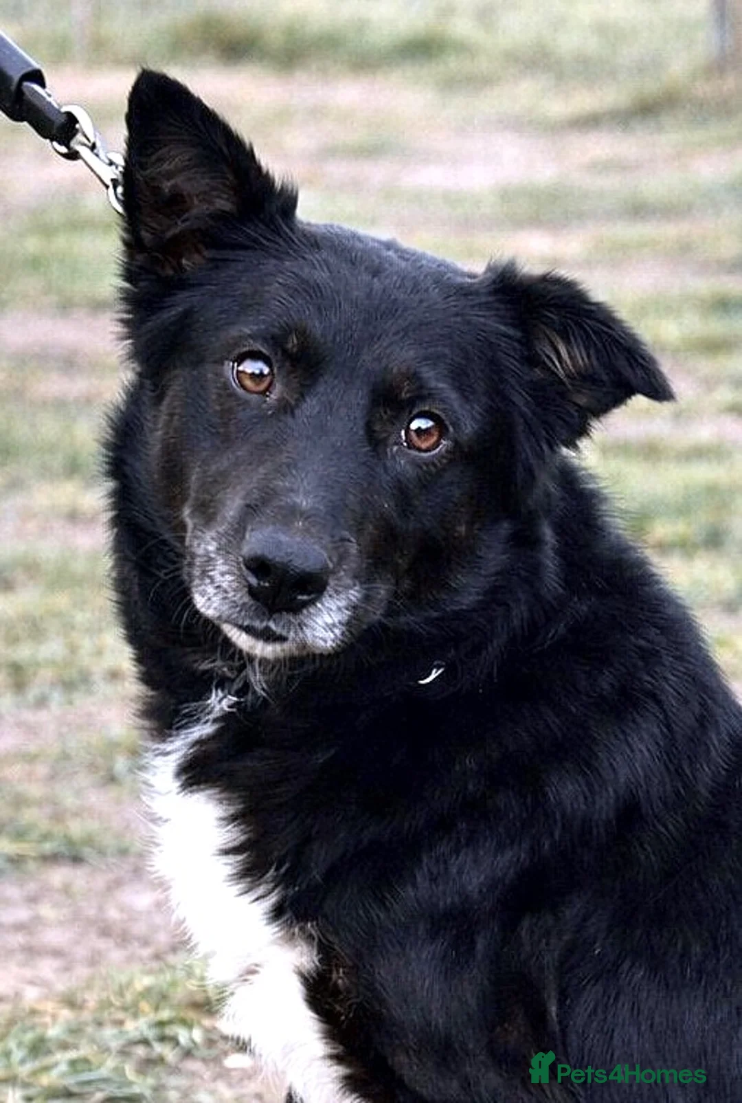 Mixed Breed dogs for adoption: 🐾NERO – From Frozen to Faithful & Loving🖤🐾 - Advert 1