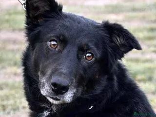 Mixed Breed dogs 🐾NERO – From Frozen to Faithful & Loving🖤🐾 - Advert 8