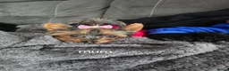 Yorkshire Terrier dogs for sale: Tiny princess Coco - Advert 7